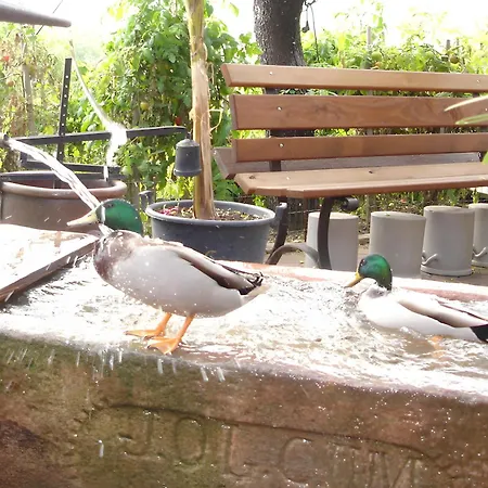 Eclat De Soleil * Beblenheim