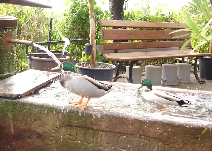 Eclat De Soleil * Beblenheim